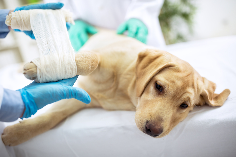What Can You Do To Prepare Your Pet For Surgery?