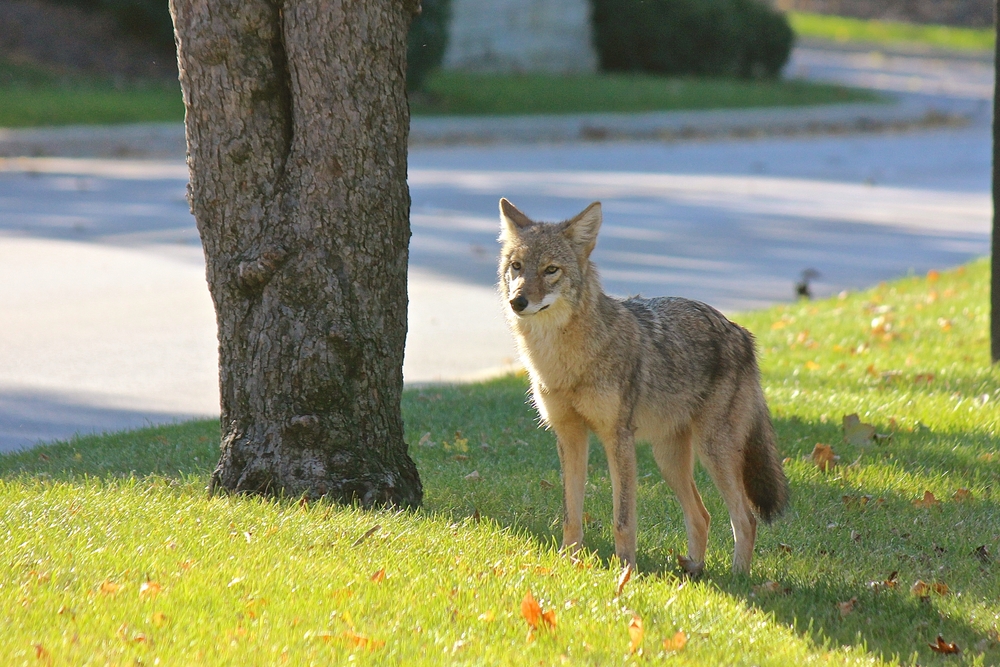 How To Keep Your Pet Safe From Wild Animals Animal Emergency 