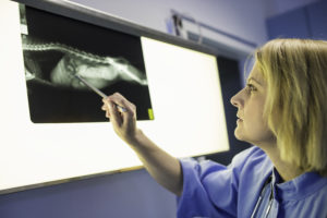 Female Veterinary Surgeon Examining X Ray