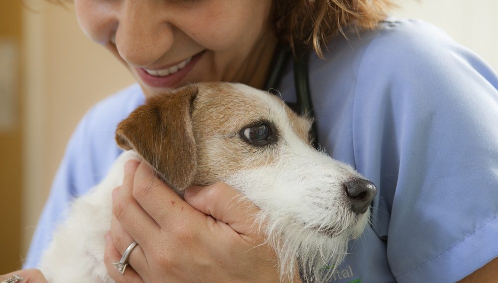 5 Common Misconceptions About Veterinary Cancer Treatment