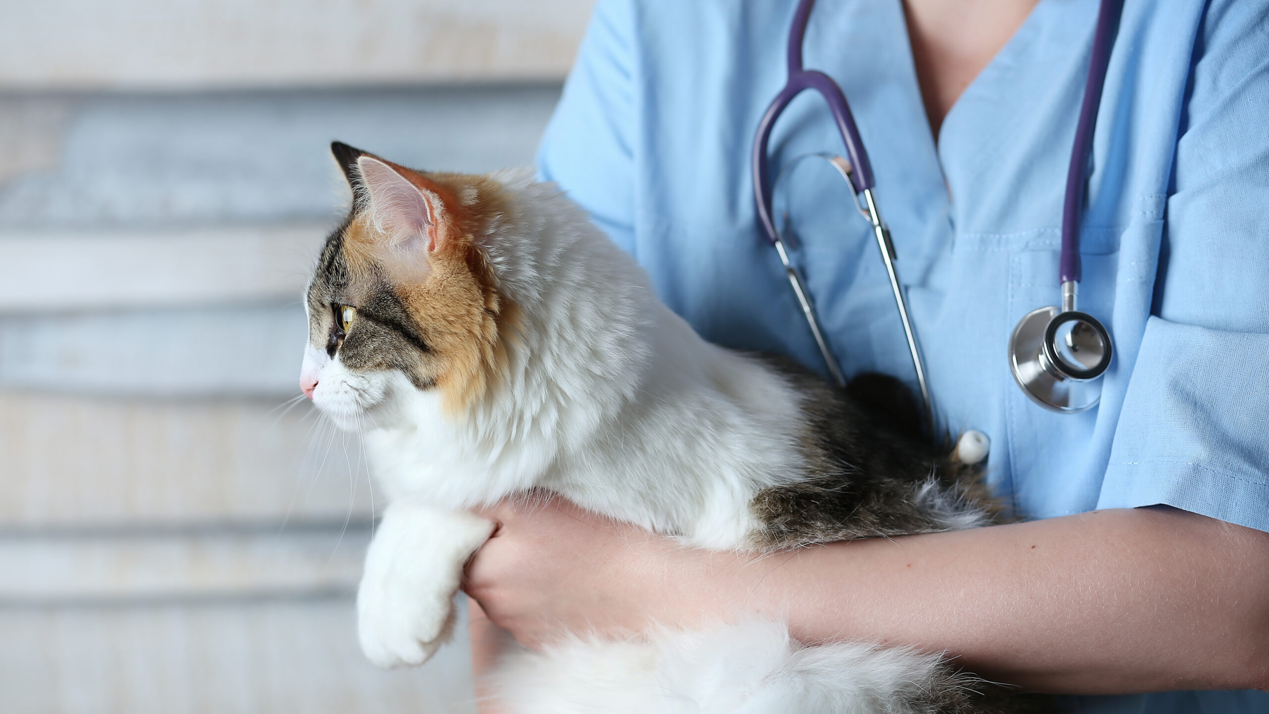 minimally invasive surgery in pets