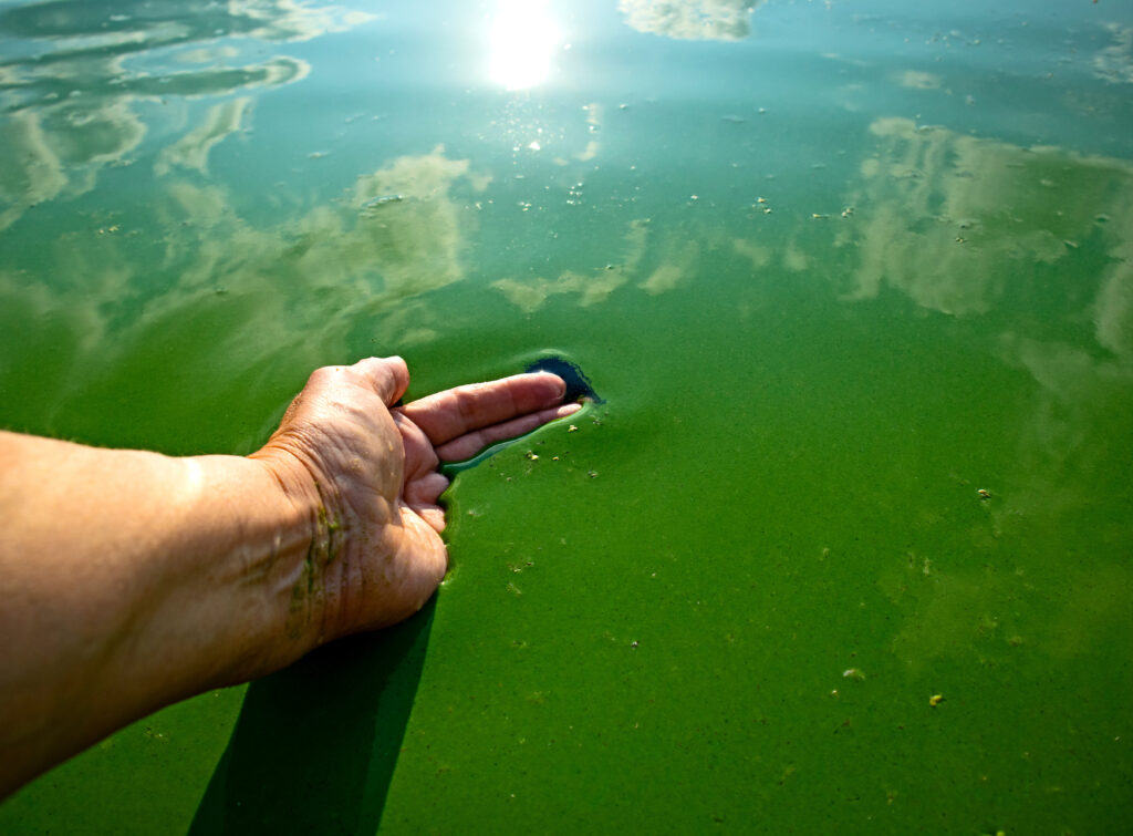 Example of Blue-Green Algae