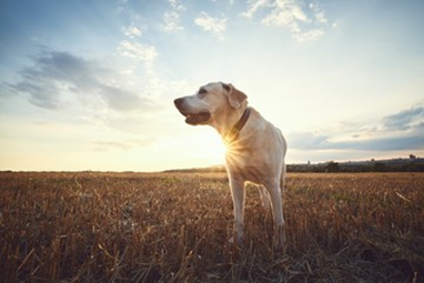 senior dog in field